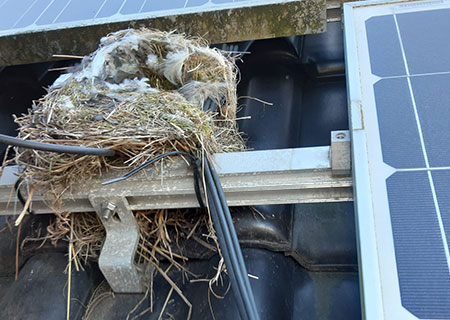 Photovoltaikanlage defekt - Vogelnest führt zu zerstörten Leitungen